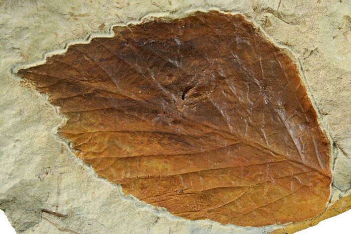 Fossil Leaf (Beringiaphyllum) - Montana #262748